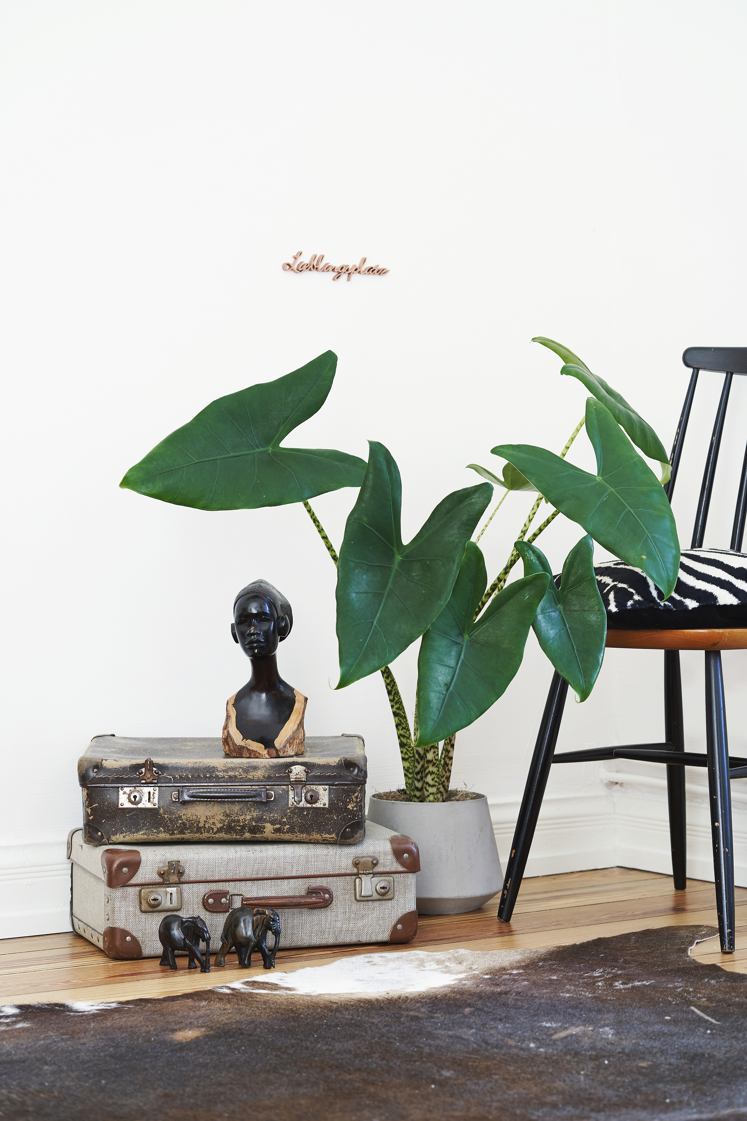 Ebay pinterest exotic